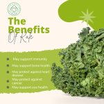 Kale is a vegetable that is similar to cabbage, broccoli, and cauliflower. The leaves of kale are large and have a tough central stem. Kale can be green or different colors, including purple. When you buy kale, you can usually find it sold whole or pre-chopped. Kale can be eaten raw or lightly cooked.

We have a range of health benefit guides to help you stay healthy, including recipes for kale and quinoa patties and spiced kale crisps.

Want to learn how to grow kale at home? GardenersWorld.com has the best tips for growing this nutritious green.

Kale is a leafy green that is high in vitamins and minerals. It is a great source of calcium, iron, and vitamin A. kale is also a good source of fiber, protein, and antioxidants.

Kale is a good source of nutrients that can help support the immune system. It has more vitamin C than spinach, and is also rich in selenium, vitamins E and beta-carotene, which are all important for keeping your body healthy.

Kale is a good source of minerals and vitamins that are important for bone health. It has low levels of a compound called oxalate, which makes the minerals and vitamins more available for absorption. Kale is also a good source of vitamin K, which studies suggest helps support healthy bone metabolism.

Kale is good for your heart because it has lots of potassium and other nutrients that help keep your blood pressure healthy and cholesterol levels in check. Even if you don't eat it as a whole vegetable, kale juice or steamed kale will still contain these benefits.

Kale is a great source of nutrients and has been linked with reducing the risk of cancer. Some of the nutrients in kale have been shown to help protect the body from cancer. However, we don't yet know everything there is to know about the cancer-fighting properties of kale.

Kale is a vegetable that is rich in two nutrients that are good for the health of our eyes. Eating kale can help reduce the risk of age-related macular degeneration and cataracts.

Kale is a good source of vitamin K, so people who take blood thinners need to be careful how much they eat. Generally, people on blood thinners should try to maintain the same number of servings of kale each day. Talk to your doctor before making any changes to your diet.

Some people with thyroid issues or those taking thyroid medication may want to be careful about eating cruciferous vegetables like kale because they could affect the thyroid’s ability to absorb iodine.